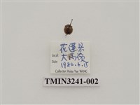 藏品(梵文菌瓢蟲)的圖片